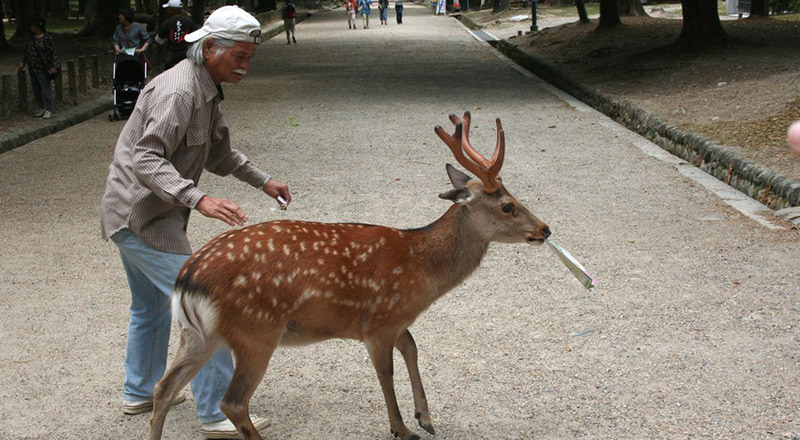 Small deer with short, shiny horns