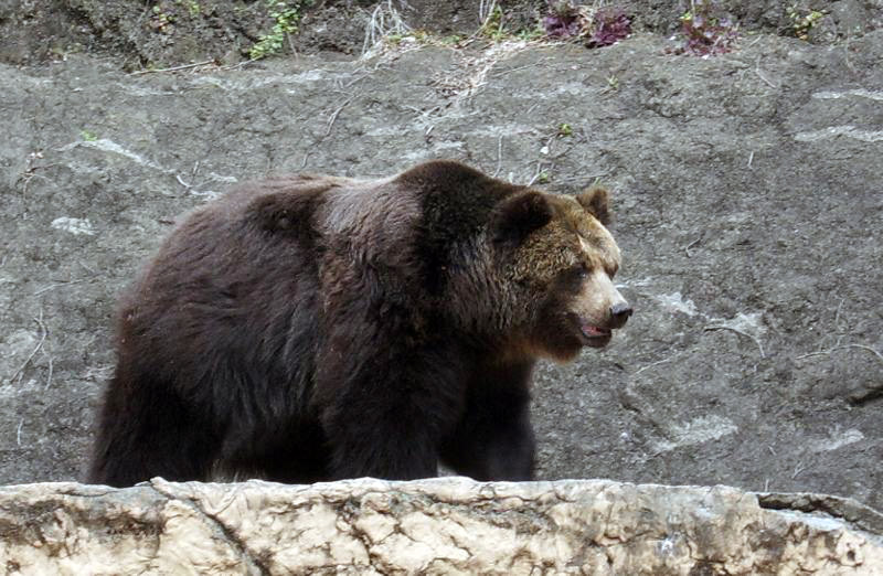 Large brown bear in a zoo