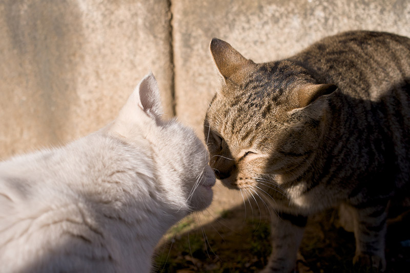 two cats kissing greeting looking each other square in the eyes