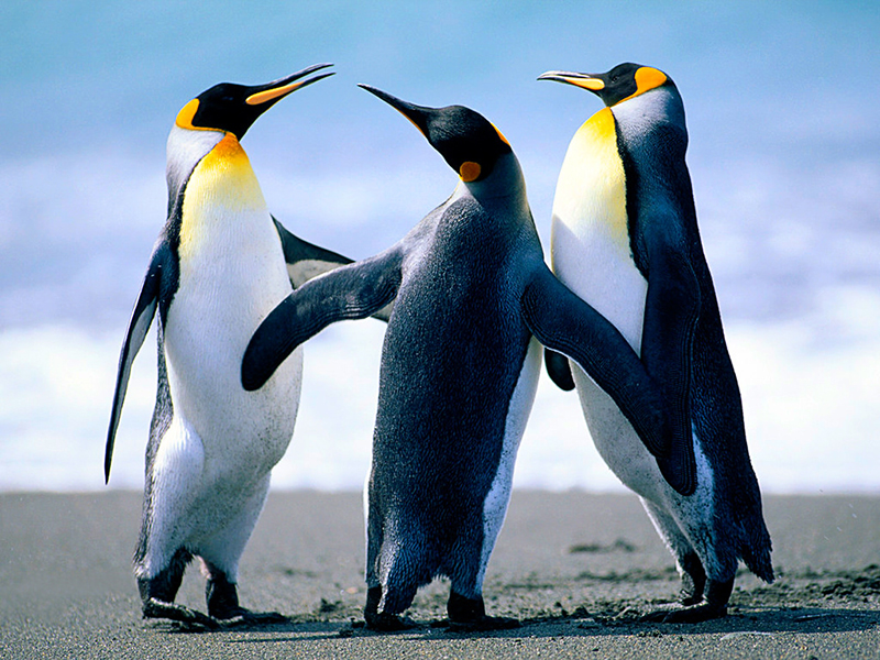 penguins on a beach