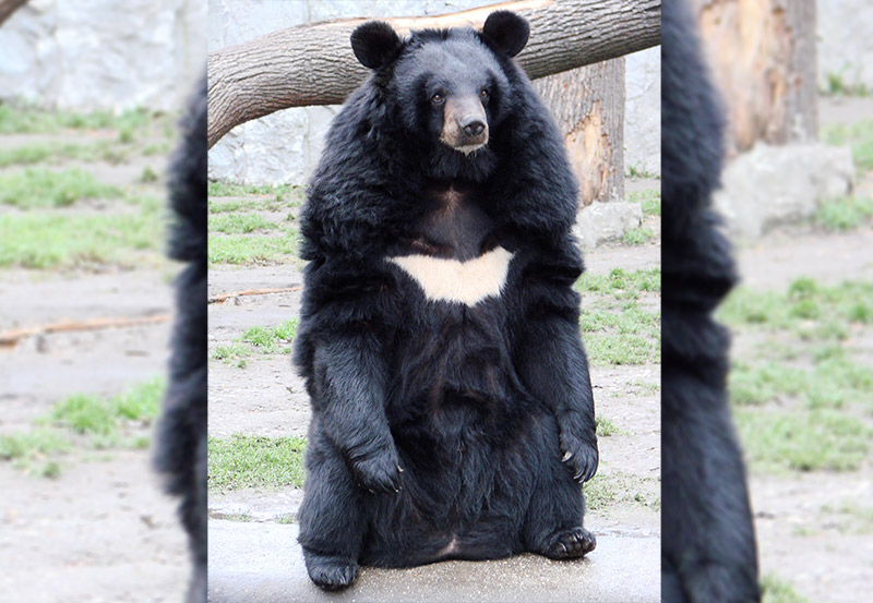 Asian black bear