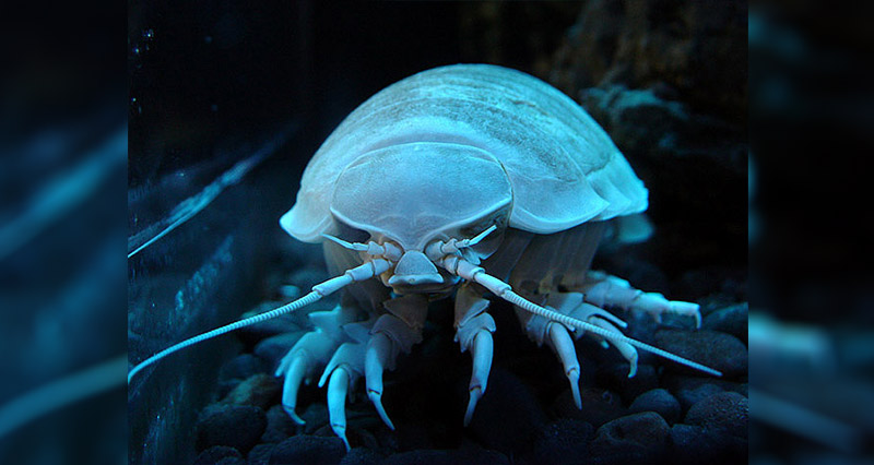 Giant isopod underwater