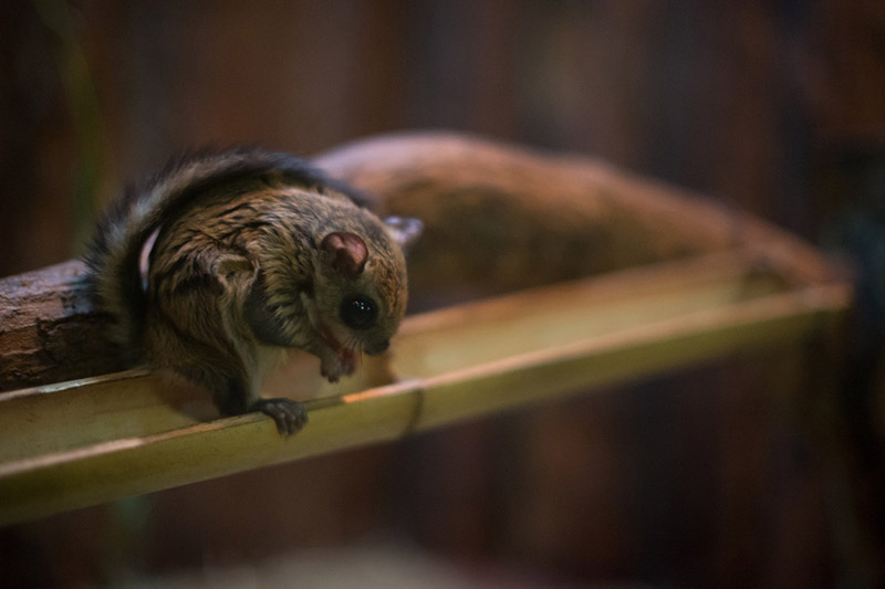 Flying squirrel sitting on a branch with its skin flaps visible