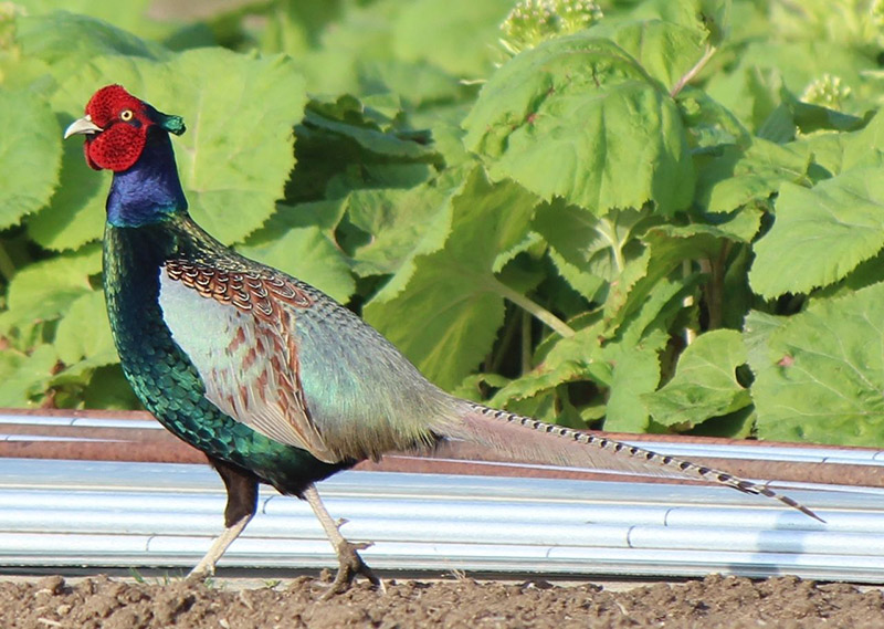 Japanese pheasant, which has a red face, green body, and long tail