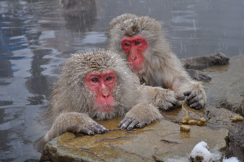 Japanese snow monkeys with brown bodies and red faces