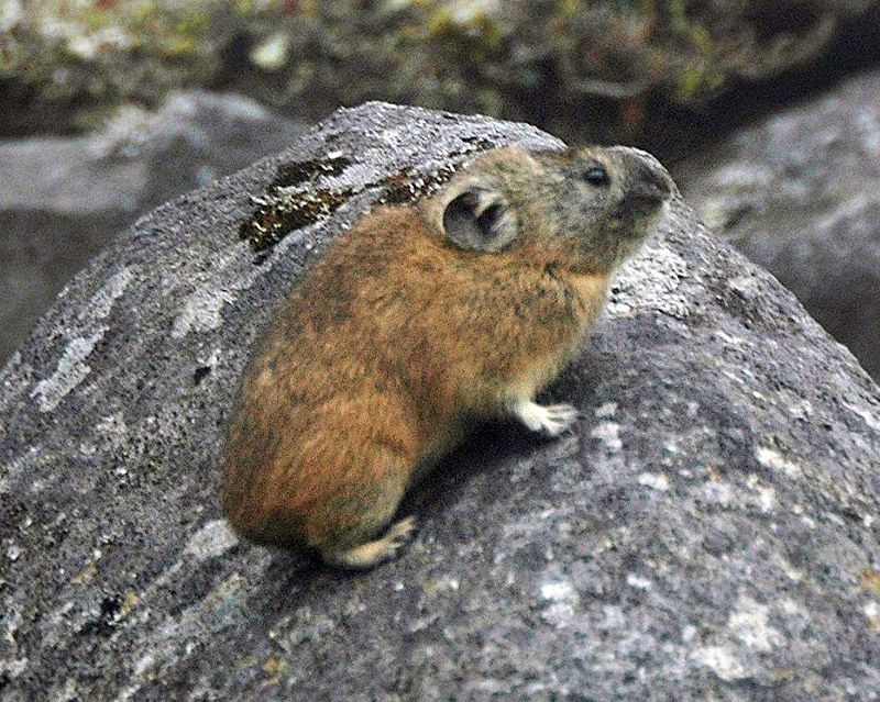 Pika on a rock