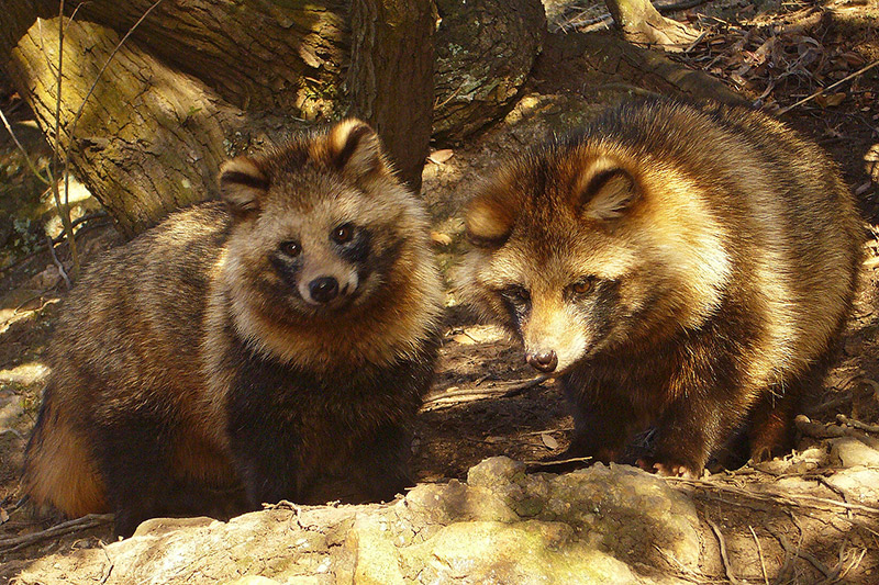 Two tanuki