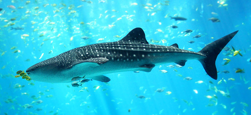 Small whale shark surrounded by fish