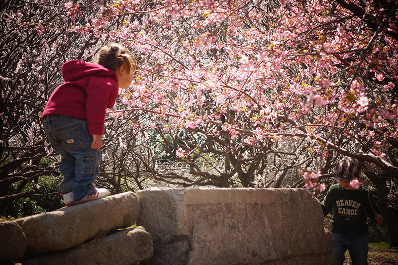 children stone wall and cherry blossoms