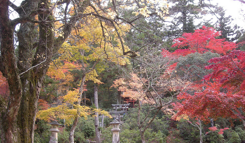 autumn leaves red orange and green trees japan