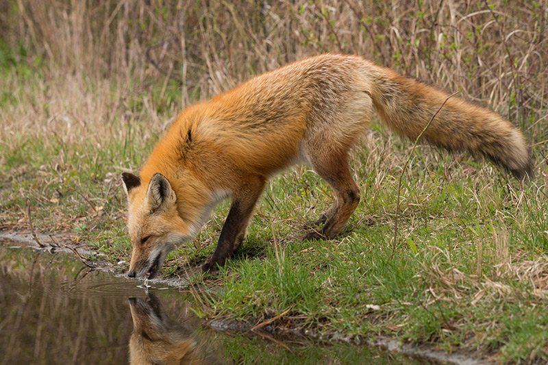 fox drinking from a lake