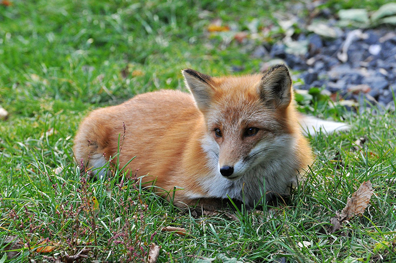 fox lying in a field
