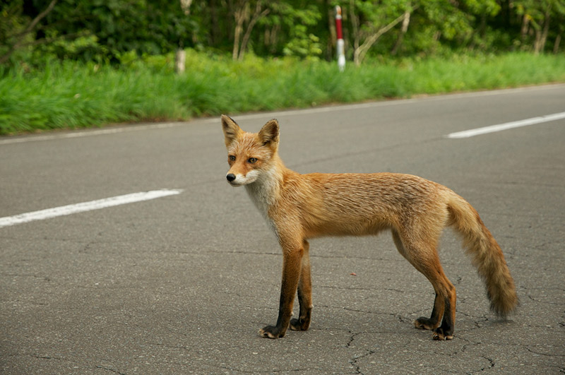 skinny fox standing at the edge of a paved road