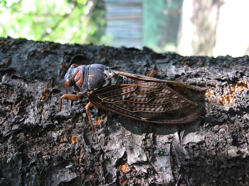 abura zemi cicada