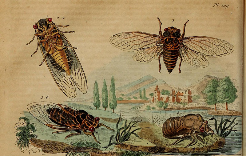 illustration of the cicada