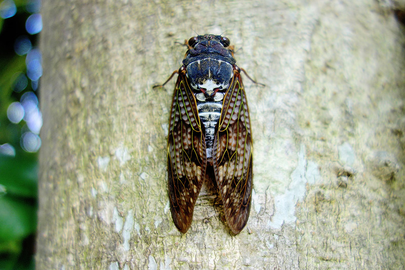 closeup of a cicada on a tree