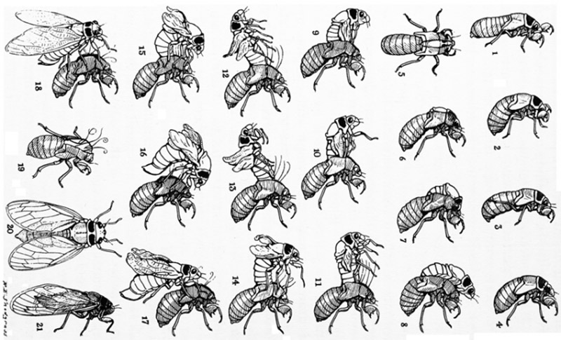 life stages of the cicada