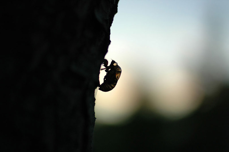 silhouette of a cicada shell clinging to a tree