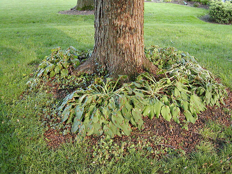 tree trunk surrounded by shrubs