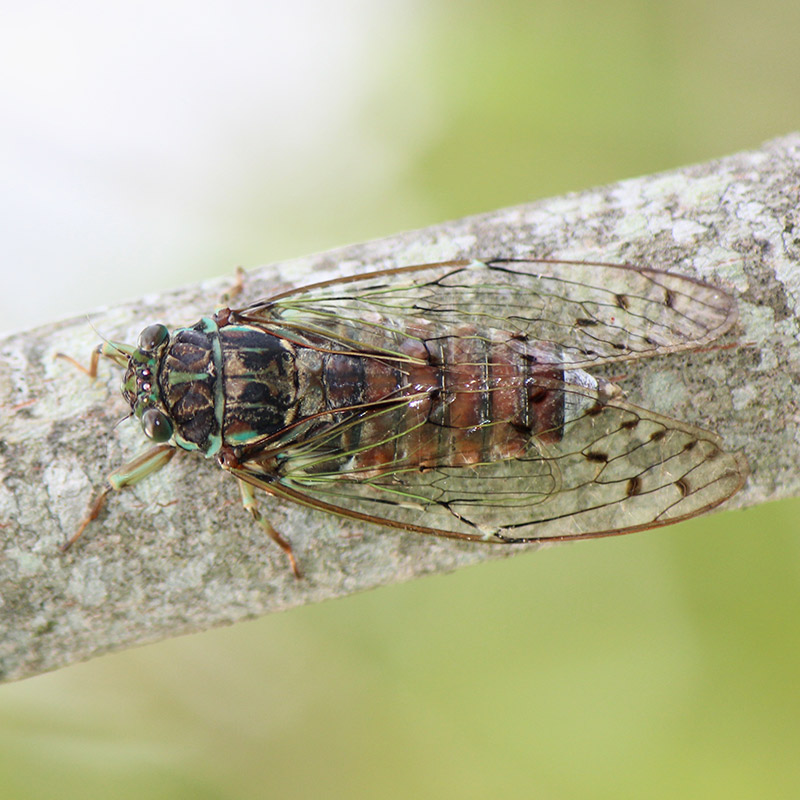 higurashi cicada