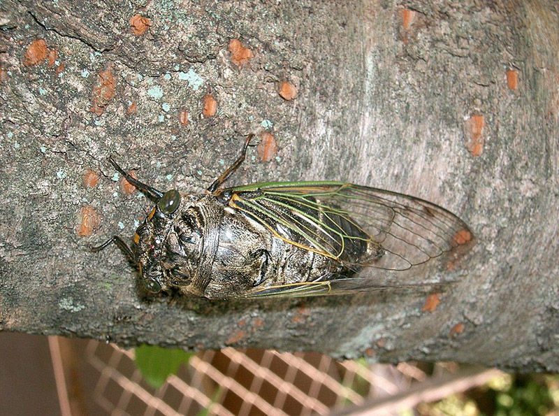 kuma zemi bear cicada