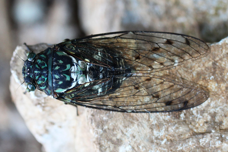 minminzemi cicada