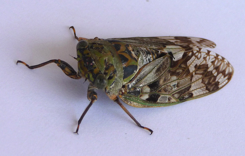 niiniizemi cicada