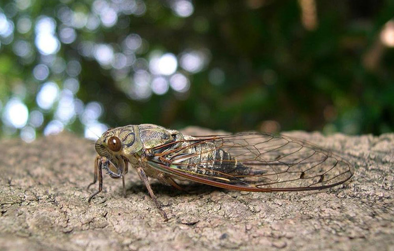 tsukutsukuboushi cicada