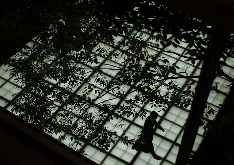 profile of leaves and walking man thru skylight