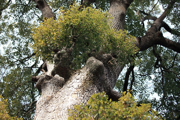 Closeup of a Camphur tree's trunk in Japan