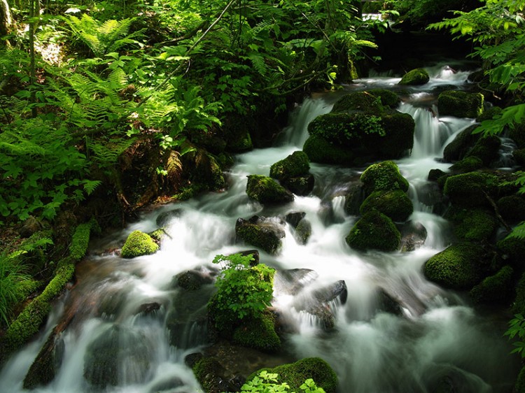 Long exposure photo of water flowing down a forest