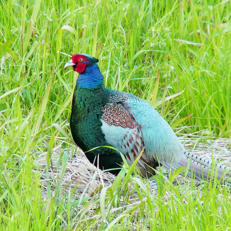 Pheasant hidden in the tall green grass of Honshu