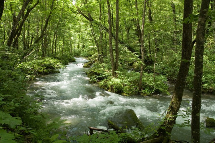 Stream flowing through a forest in Honshu
