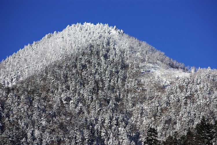 Forest on a hill covered in snow in Hokkaido