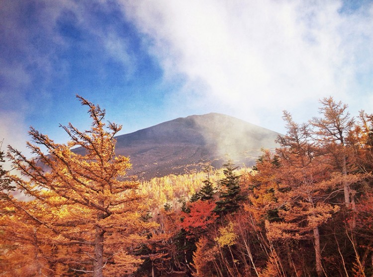 The orange leaves of a Central Japan forest in autumn