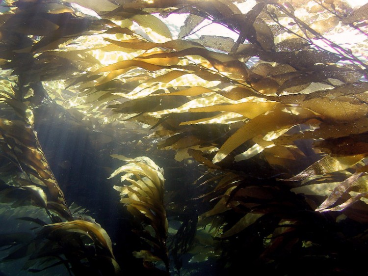 kelp in the sunlight japan