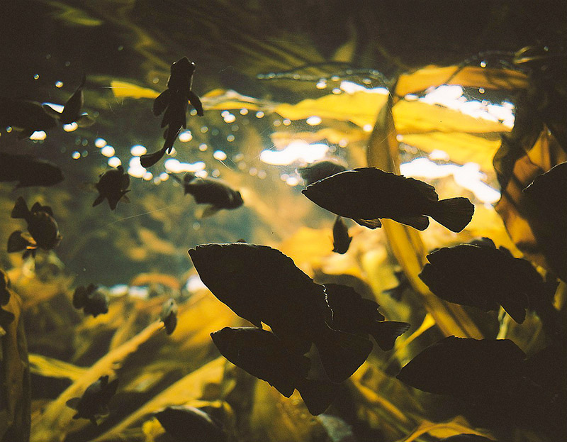 marine kelp kombu and fish