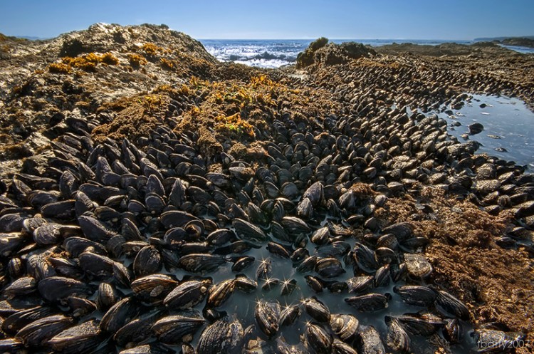 seashore covered in invasive mussels japan to california