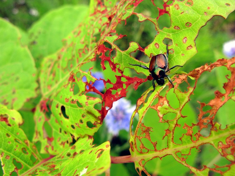 japanese beetle and extensive damage to a tree