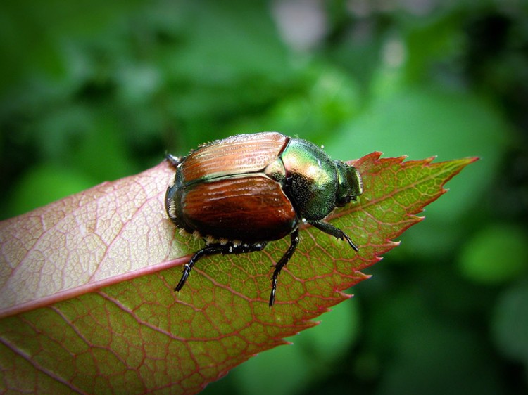 japanese beetle on a leaf close up in focus