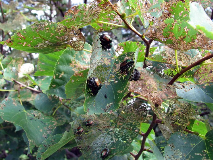 japanese beetles on damaged leaves