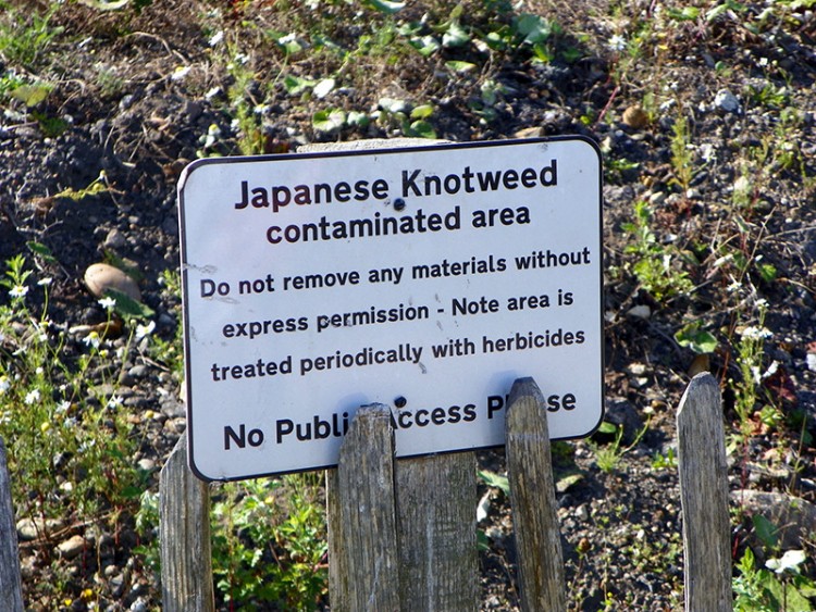 sign warning about the japanese knotweed and a herbicide treated area