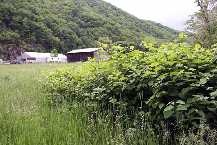 japanese knotweed in america by a barn