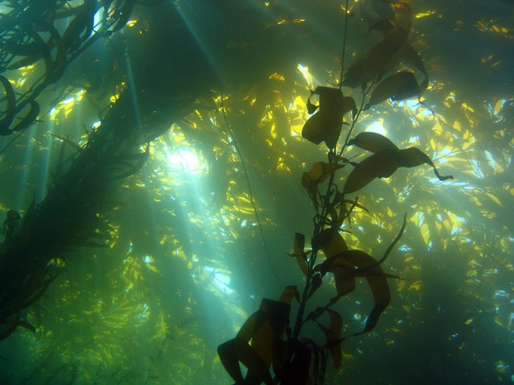 kelp forest invasive underwater seaweed shot