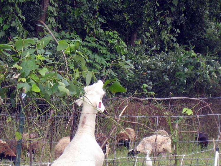 goats eating invasive kudzu