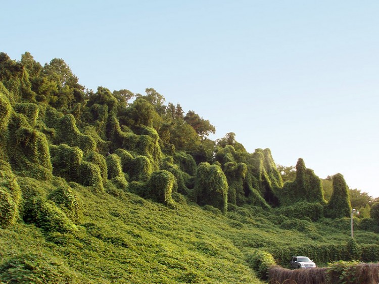 kudzu taking over the side of a hill encroaching on car