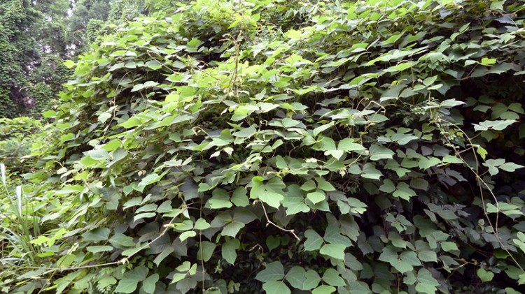 overgrowth of kudzu on kudzu invasive