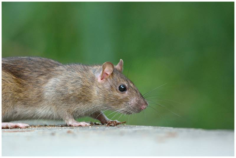 Brown mouse or rat against a green background