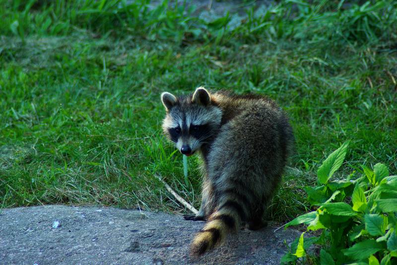 Raccoon on the ground