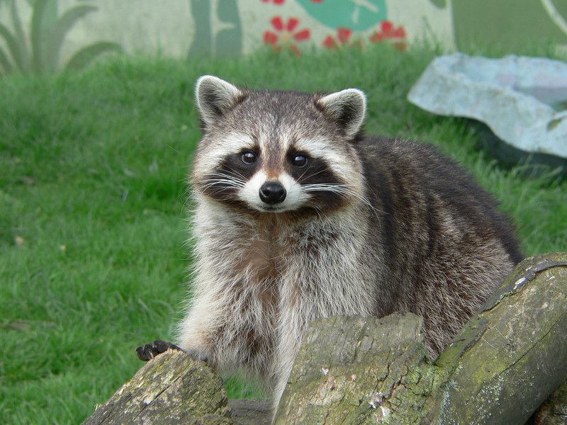 Raccoon looking at the camera from behind a stump